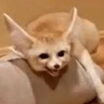 fennec