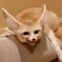 fennec